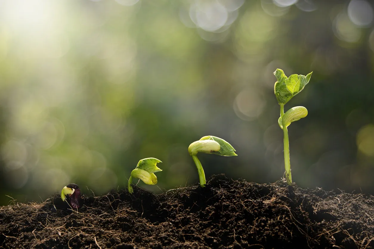 Seedlings sprouting from soil