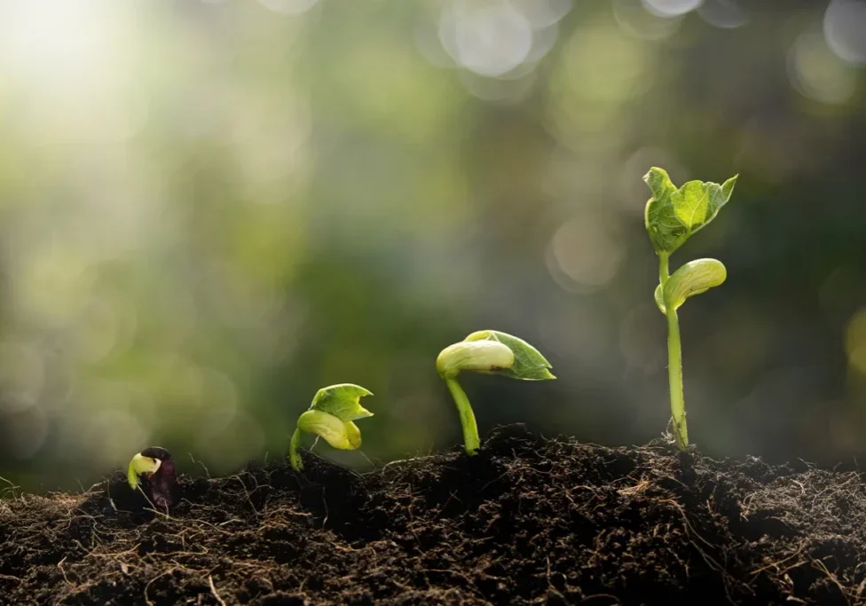Seedlings sprouting from soil