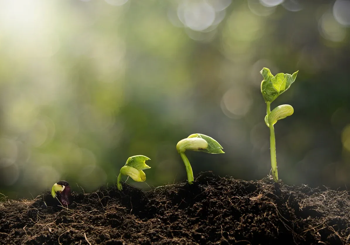 Seedlings sprouting from soil